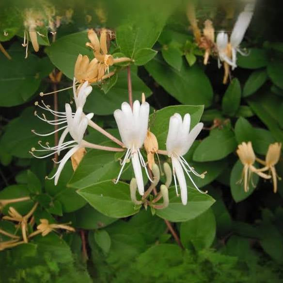Dolly's Luxurious Lather Bar- Honeysuckle